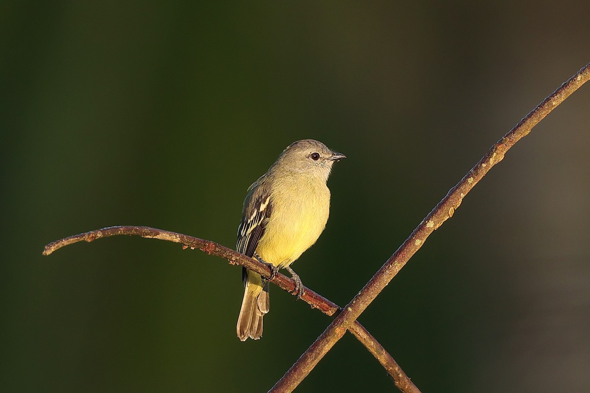 Yellow-crowned Tyrannulet - ML649574502