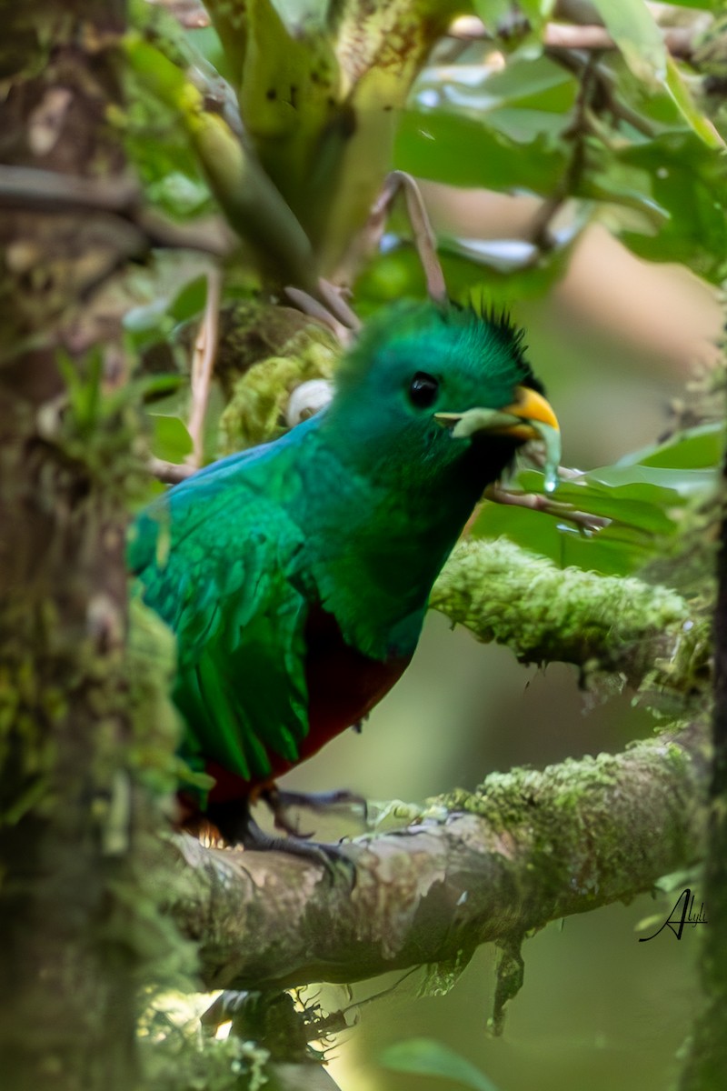 Resplendent Quetzal - ML649574904