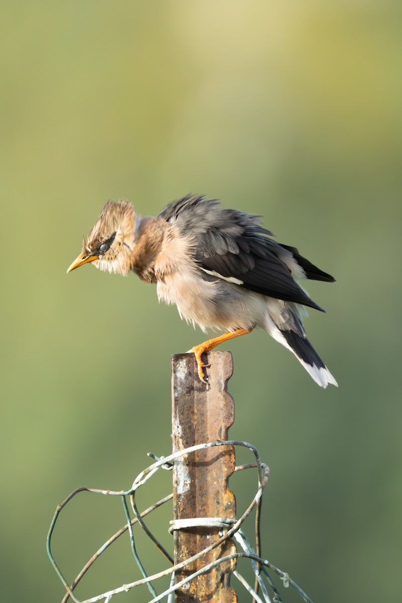 Vinous-breasted Myna - ML649576187