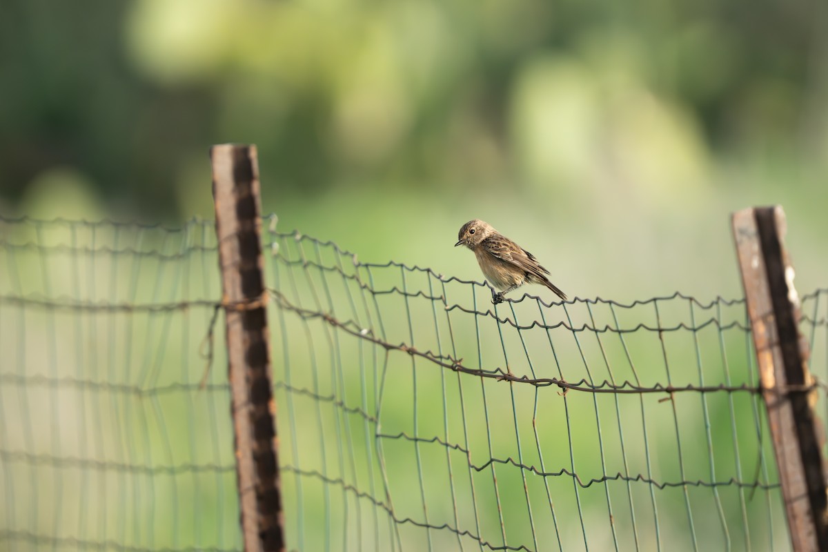 European Stonechat - ML649576189