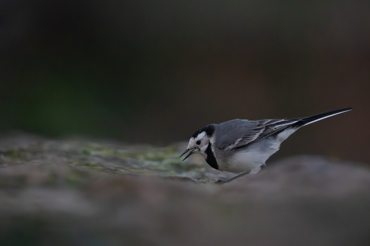 White Wagtail - ML649576191