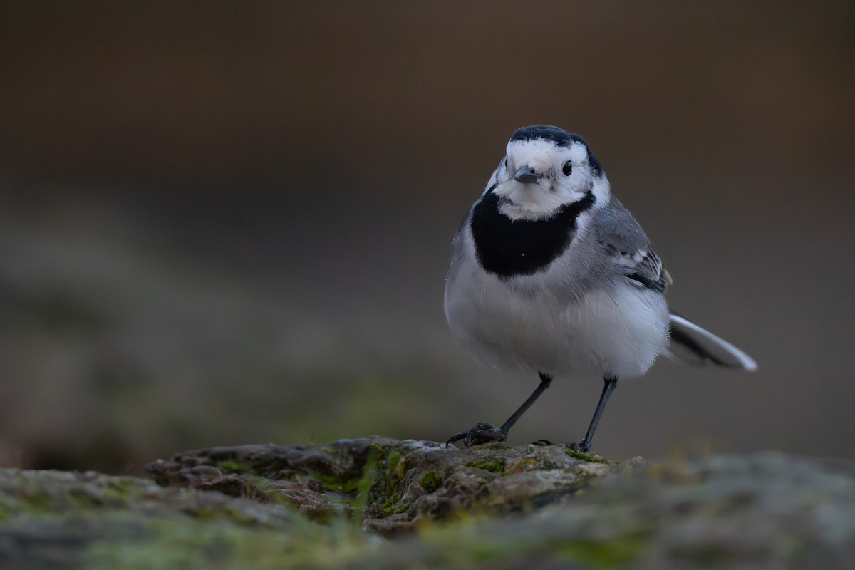 White Wagtail - ML649576192