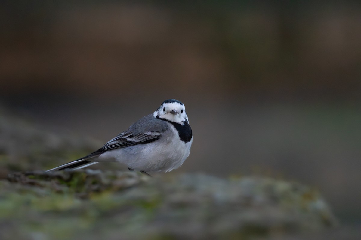 White Wagtail - ML649576194