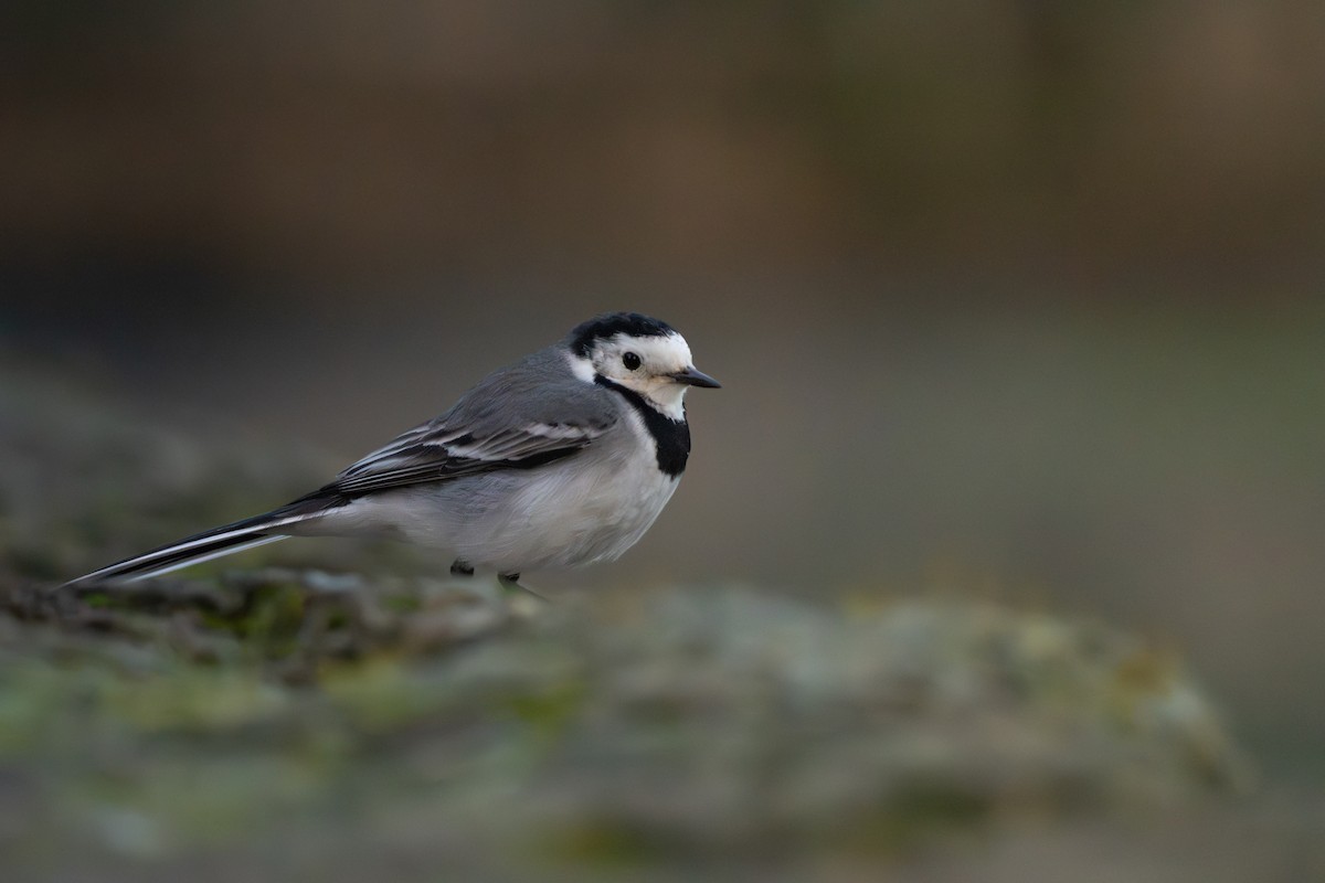 White Wagtail - ML649576195