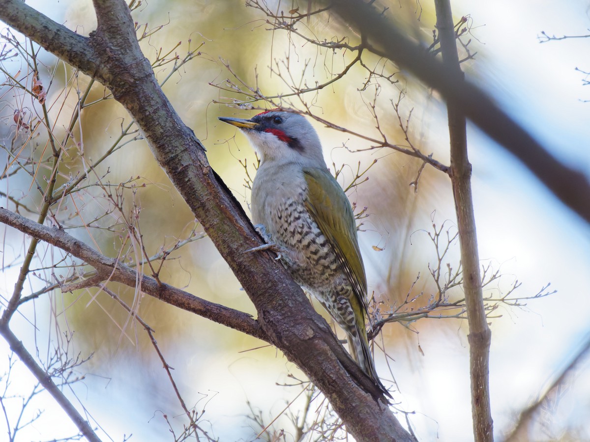 Japanese Woodpecker - ML649576249