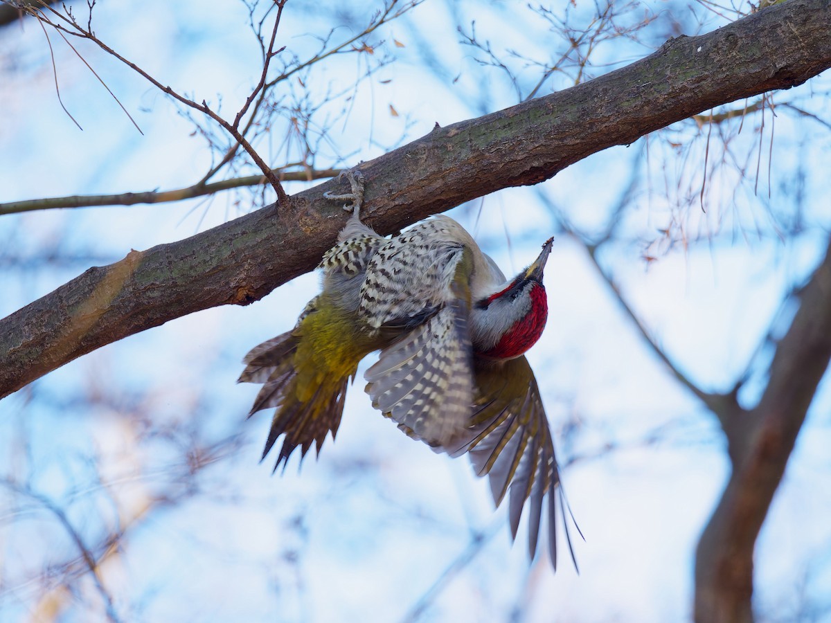 Japanese Woodpecker - ML649576258