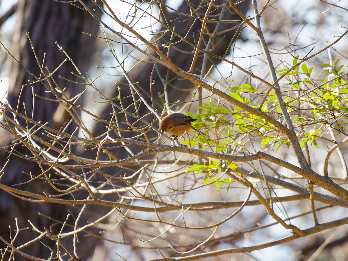 Bull-headed Shrike - ML649576263