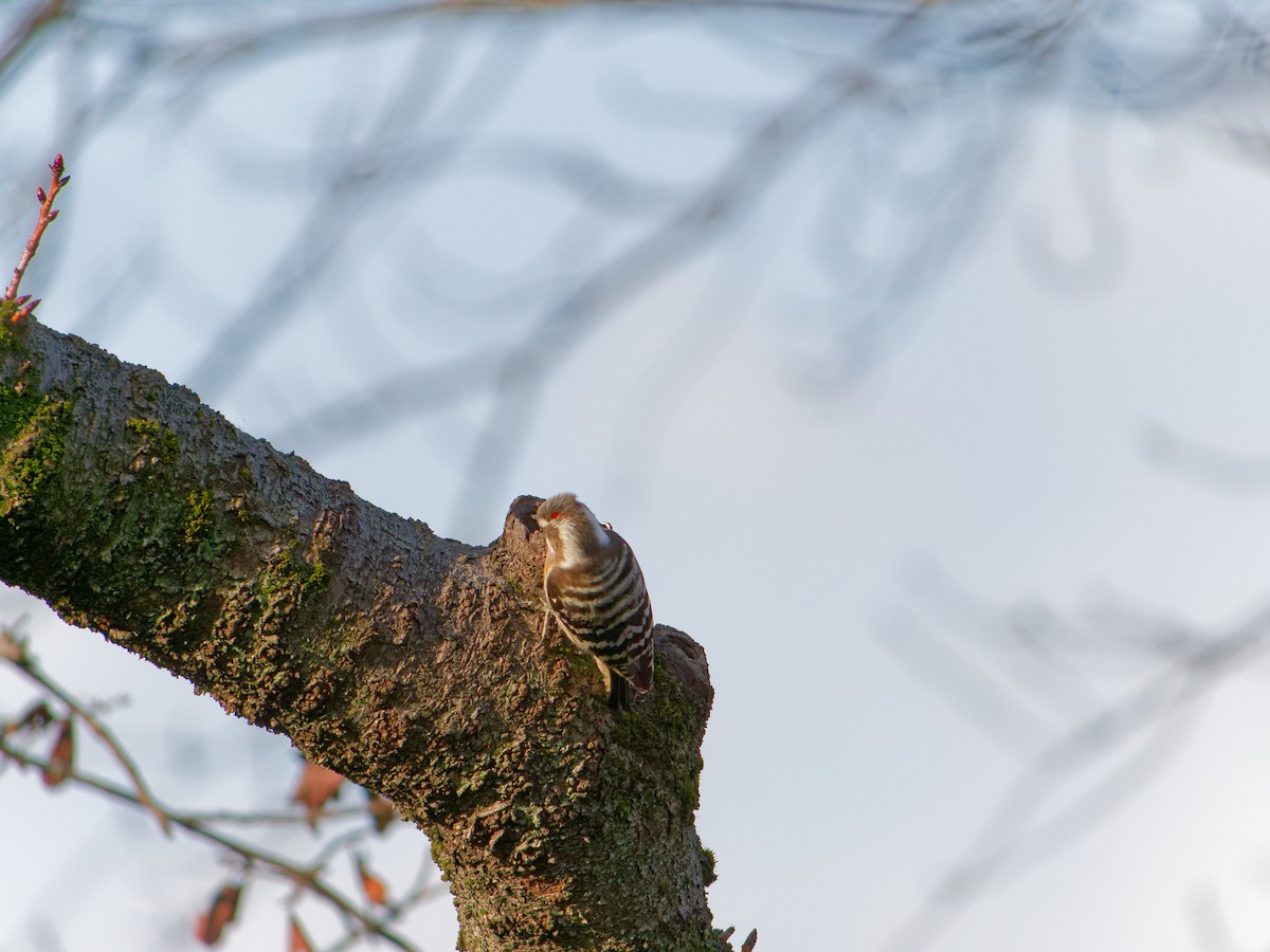 Japanese Pygmy Woodpecker - ML649576290