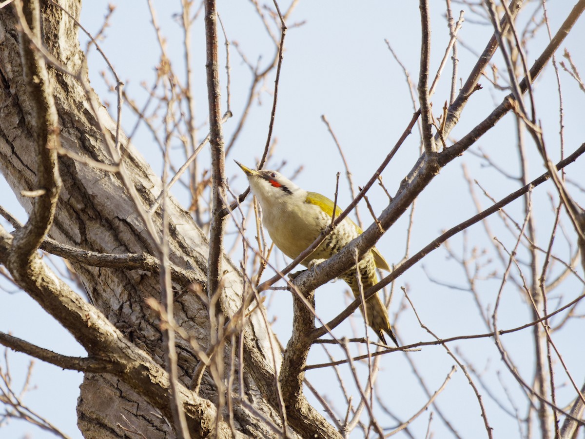 Japanese Woodpecker - ML649576297