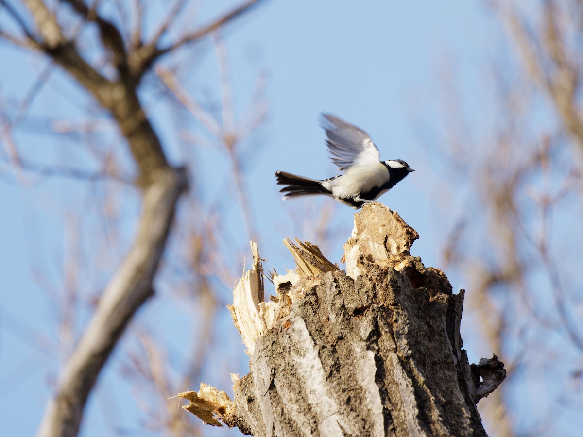 Asian Tit (Japanese) - ML649576302