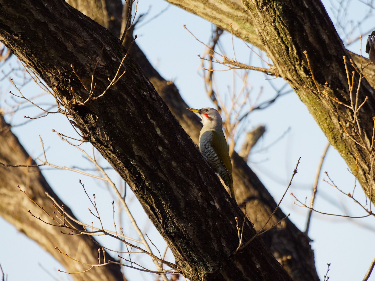 Japanese Woodpecker - ML649576399