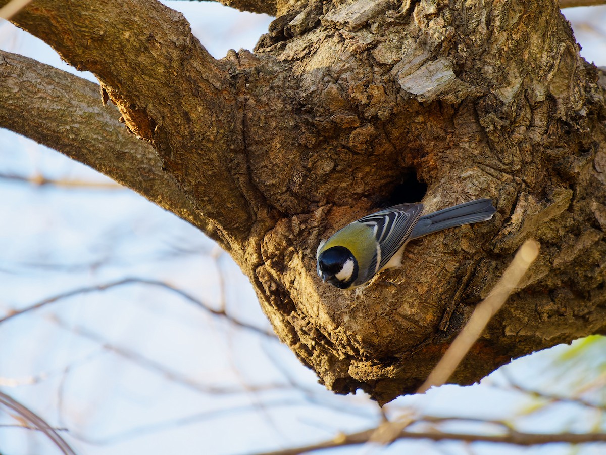 Asian Tit (Japanese) - ML649576403