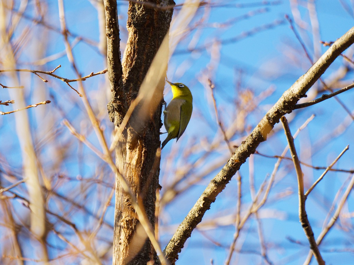 Warbling White-eye - ML649576406
