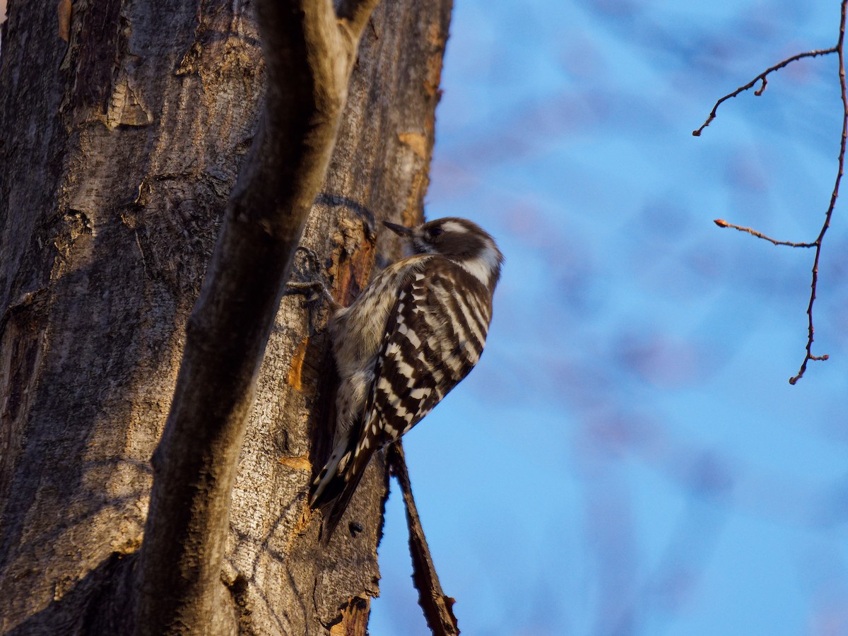 Japanese Pygmy Woodpecker - ML649576427