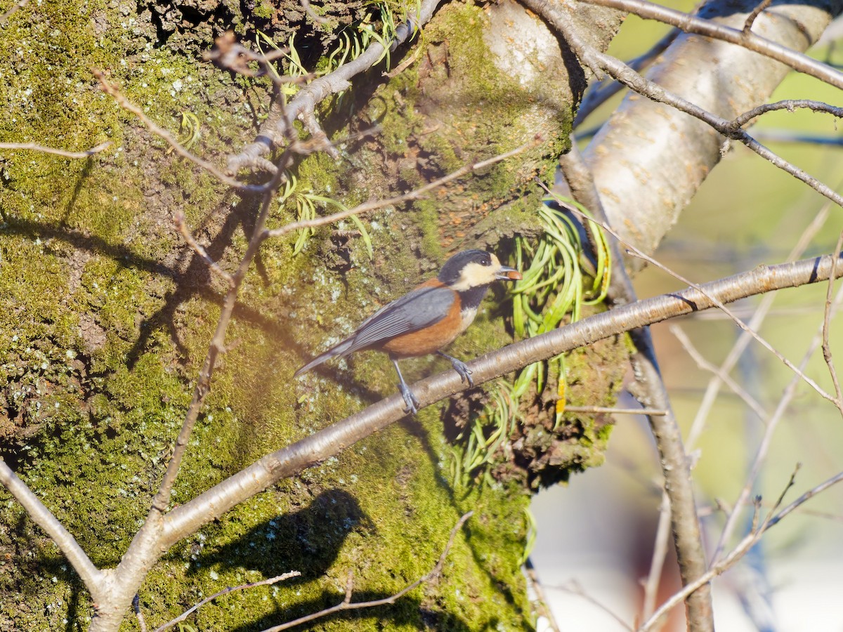 Varied Tit - ML649576438