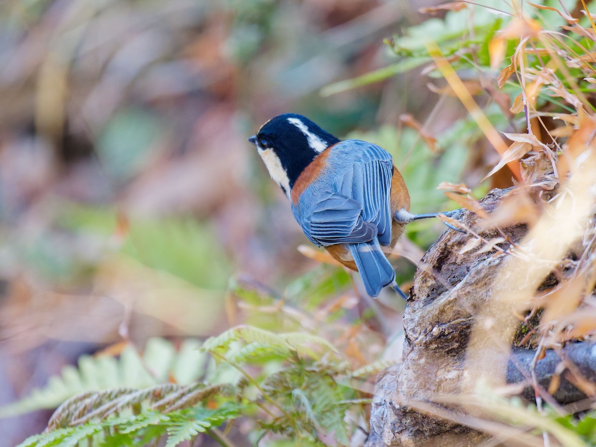 Varied Tit - ML649576443