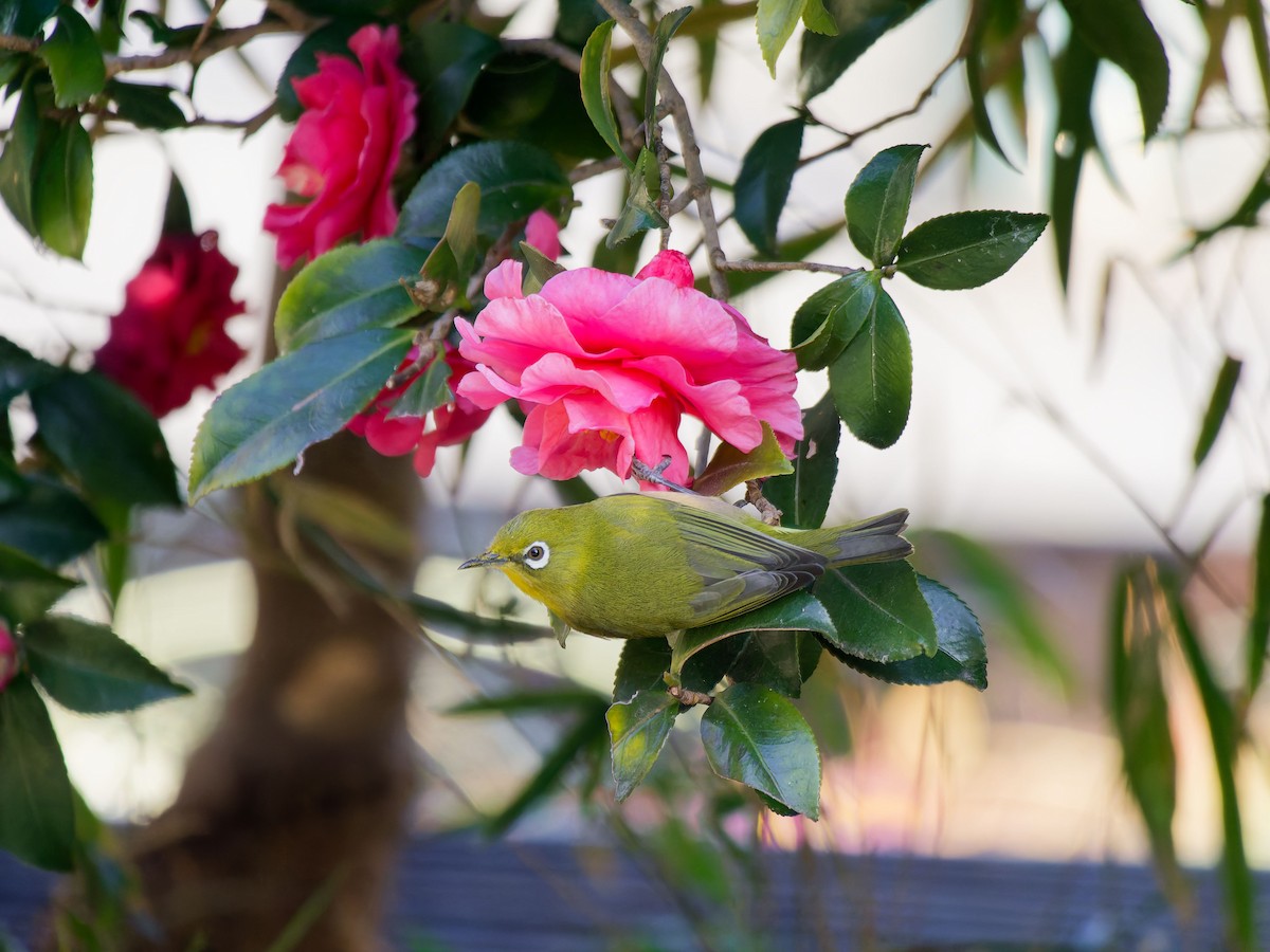 Warbling White-eye - ML649576504