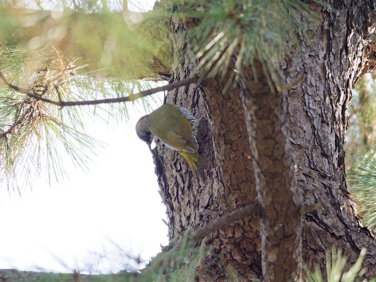 Japanese Woodpecker - ML649576526
