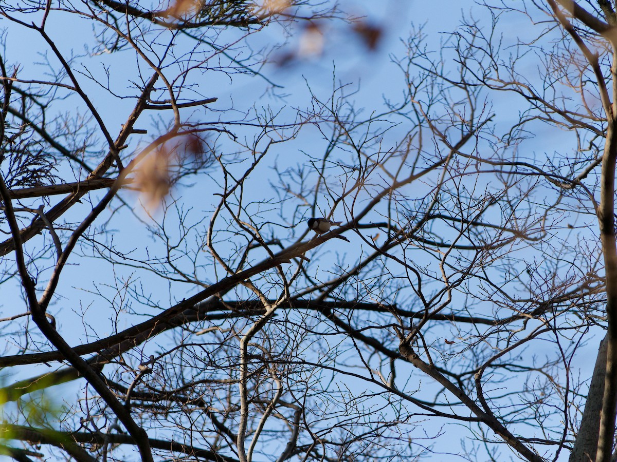 Asian Tit (Japanese) - ML649576532