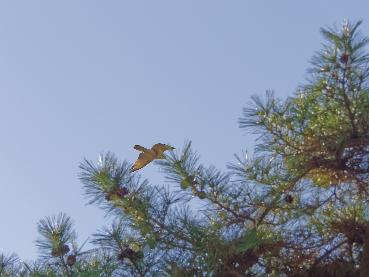 Eastern Buzzard - ML649576551