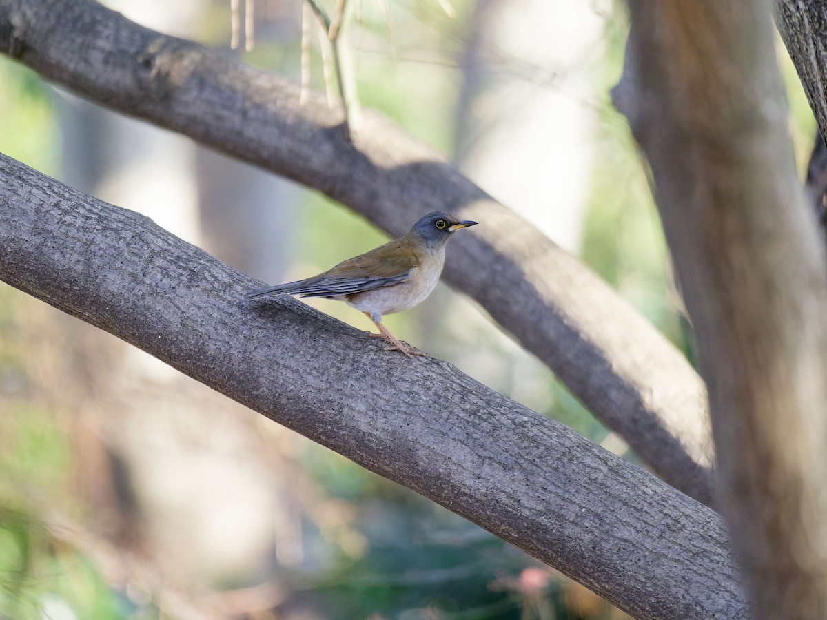 Pale Thrush - ML649576596