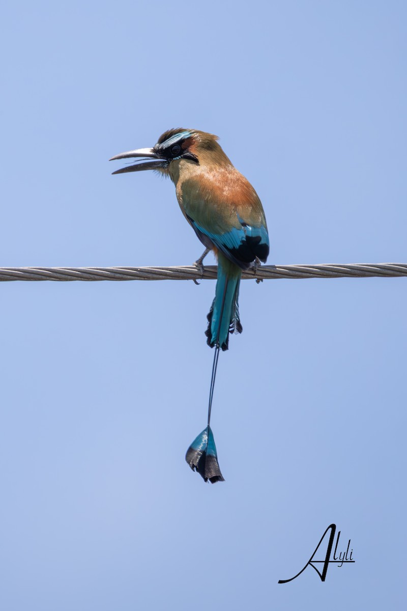 Turquoise-browed Motmot - ML649576993