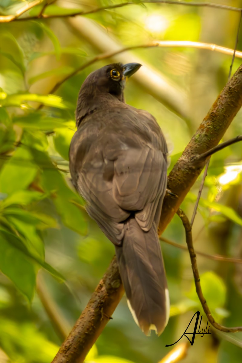 Brown Jay - ML649577356