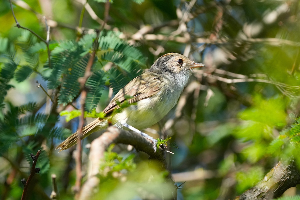 Fulvous-crowned Scrub-Tyrant - ML649577448
