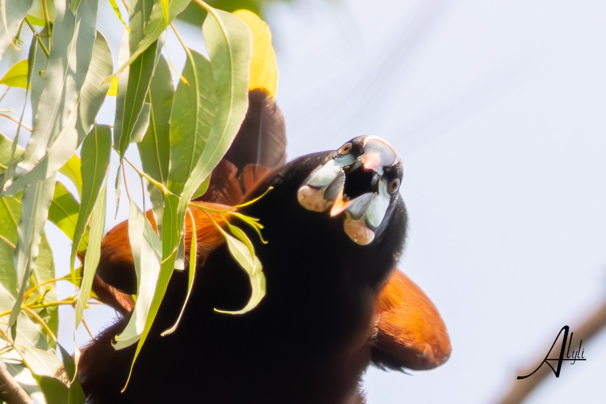 Montezuma Oropendola - ML649577609