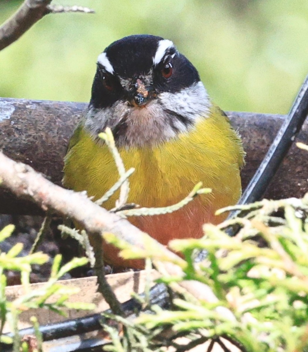 Sooty-capped Chlorospingus - ML649577626