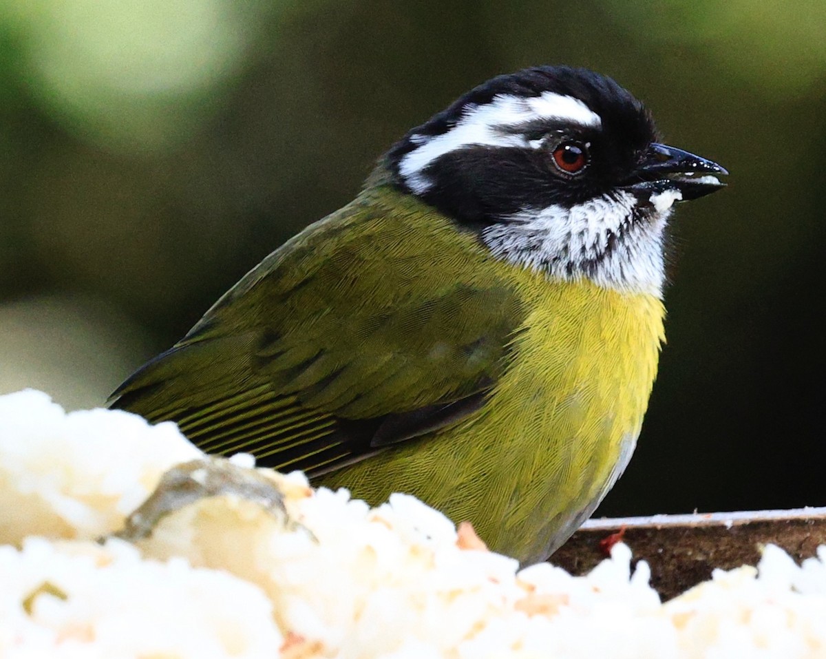 Sooty-capped Chlorospingus - ML649577627