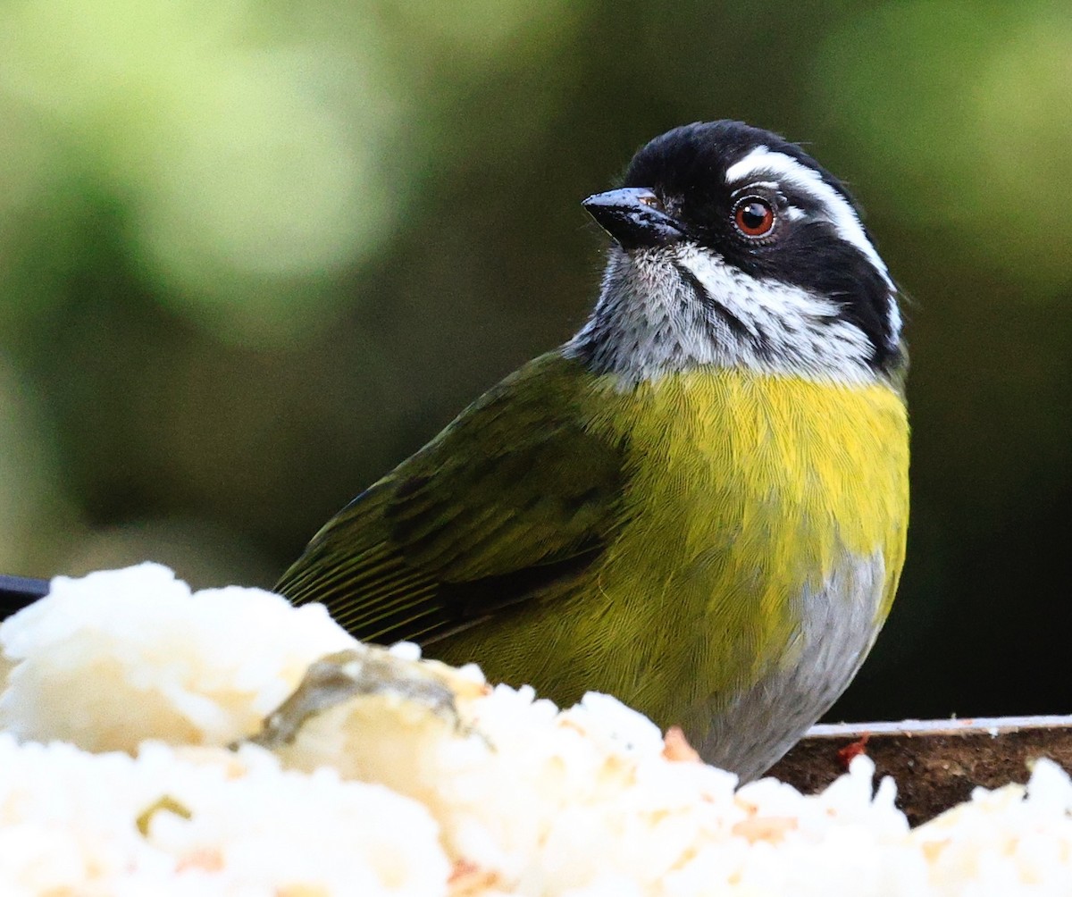 Sooty-capped Chlorospingus - ML649577628