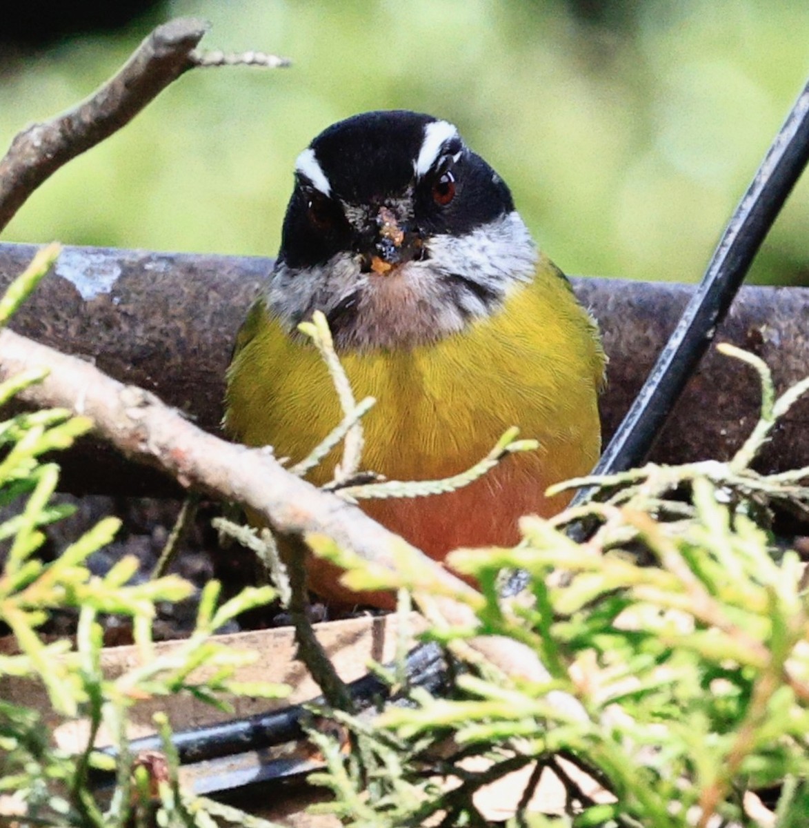 Sooty-capped Chlorospingus - ML649577629