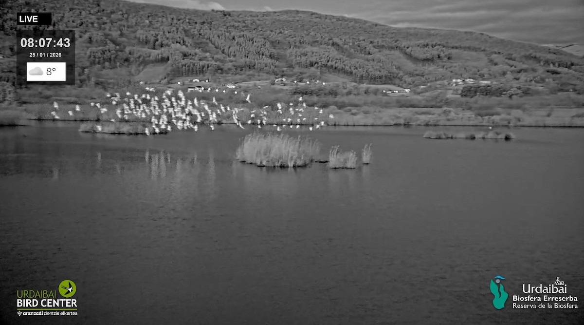 Airone guardabuoi - ML649577643