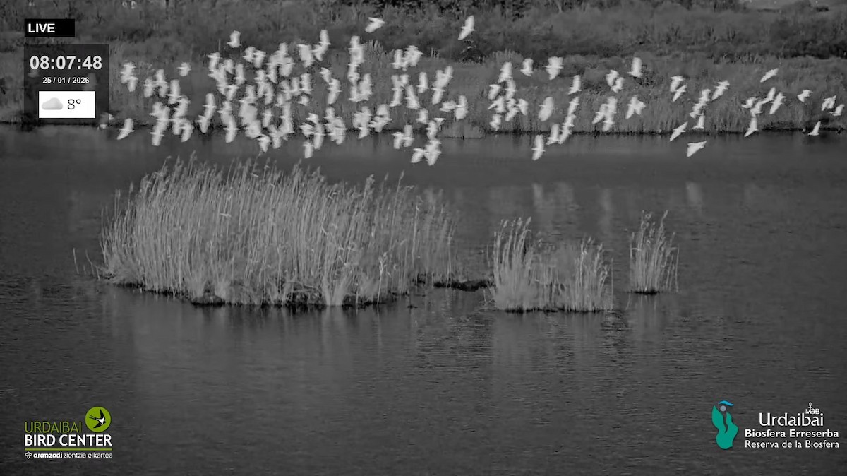 Airone guardabuoi - ML649577644