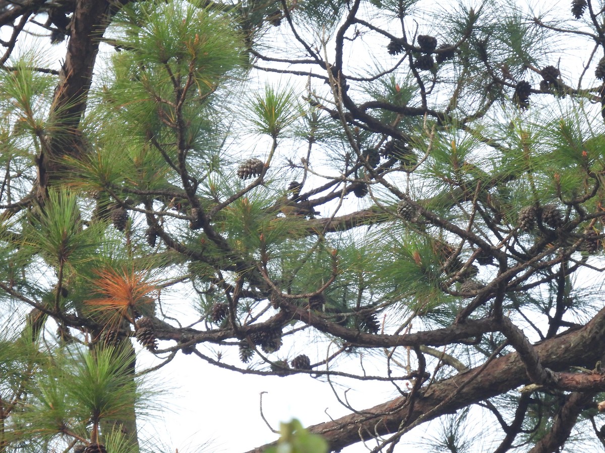 Red Crossbill (Dalat) - ML649577889