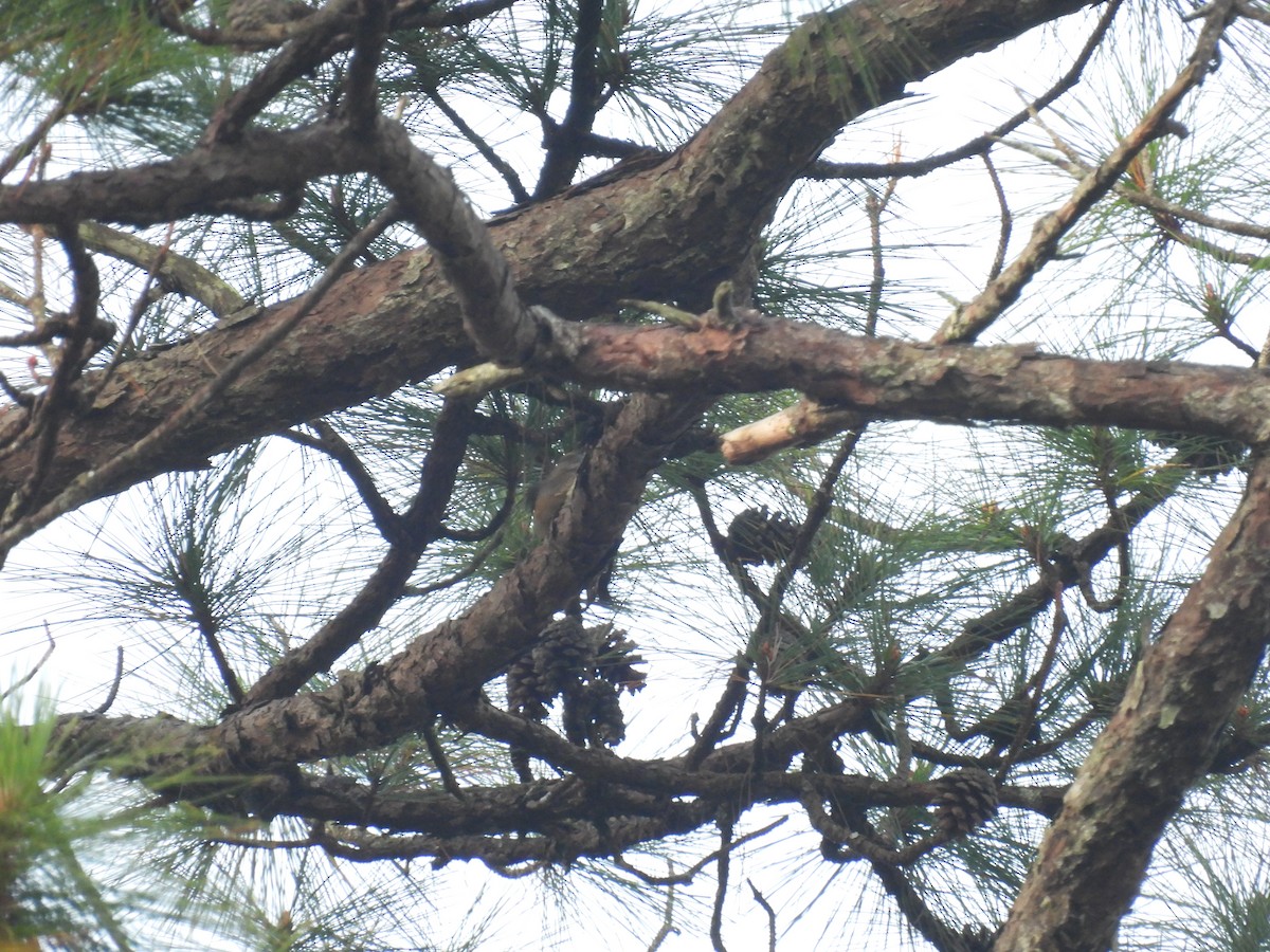 Red Crossbill (Dalat) - ML649577890