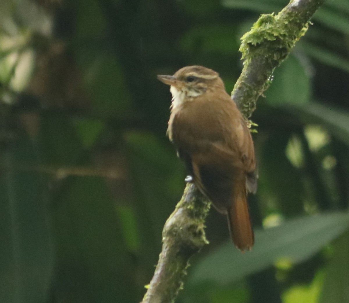 Atlantic Plain-Xenops - ML649577891