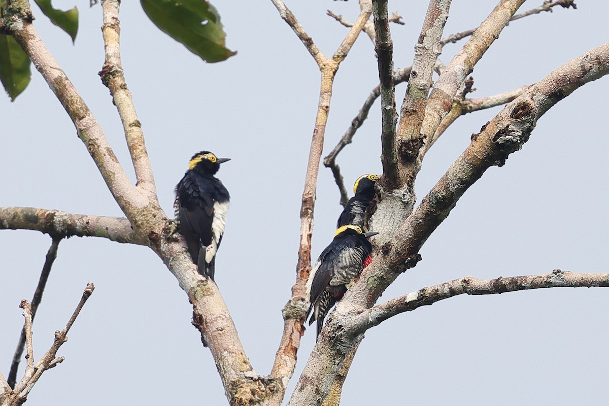 Yellow-tufted Woodpecker - ML649577892