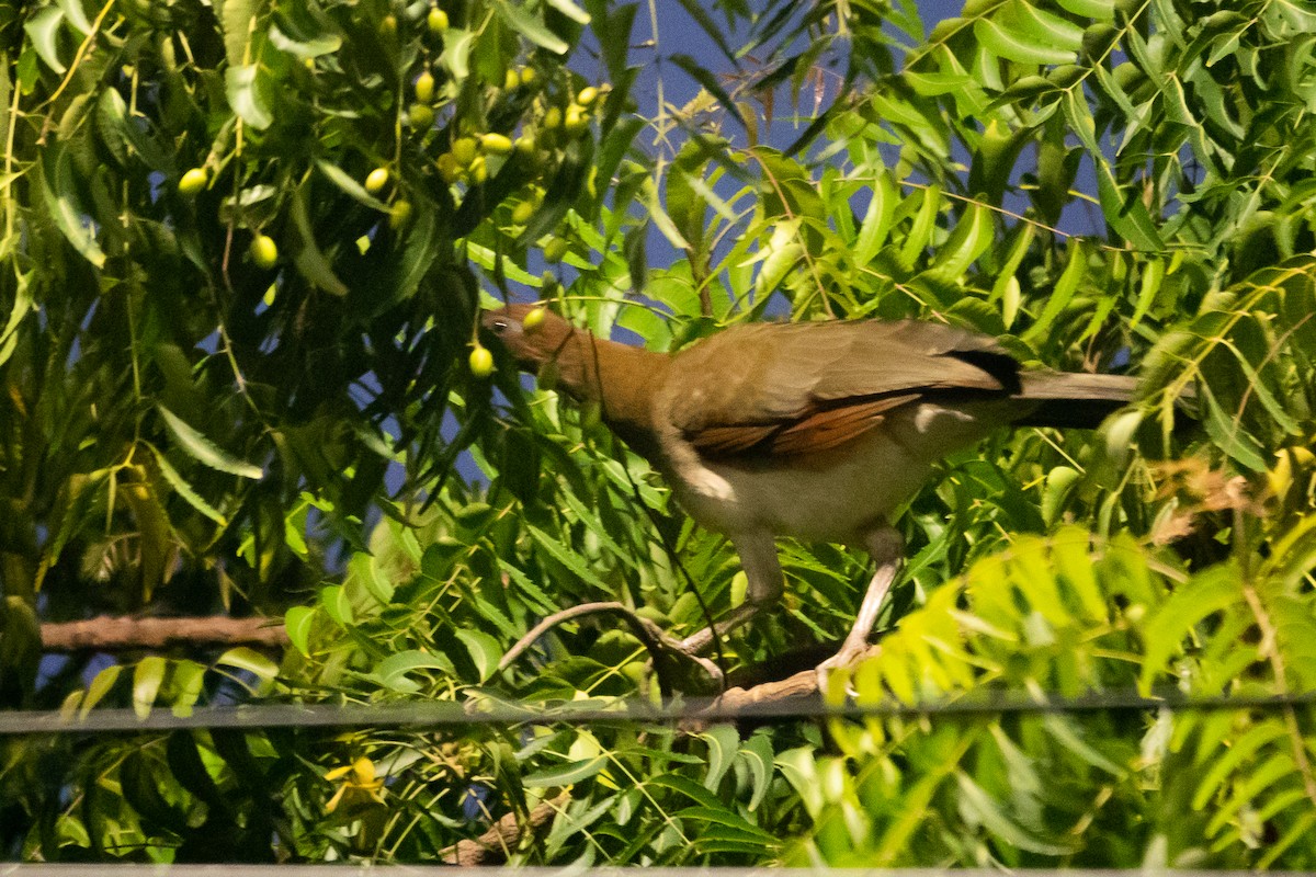 Chestnut-winged Chachalaca - ML649577893