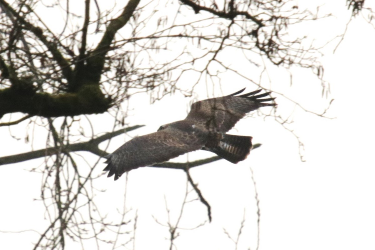 Poiana - ML649577894