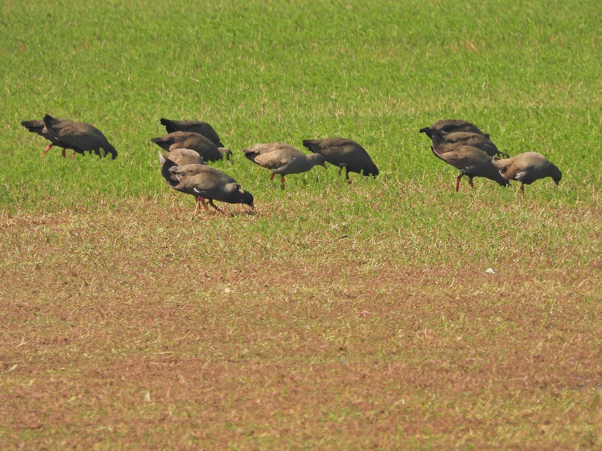 Black-tailed Nativehen - ML649577896