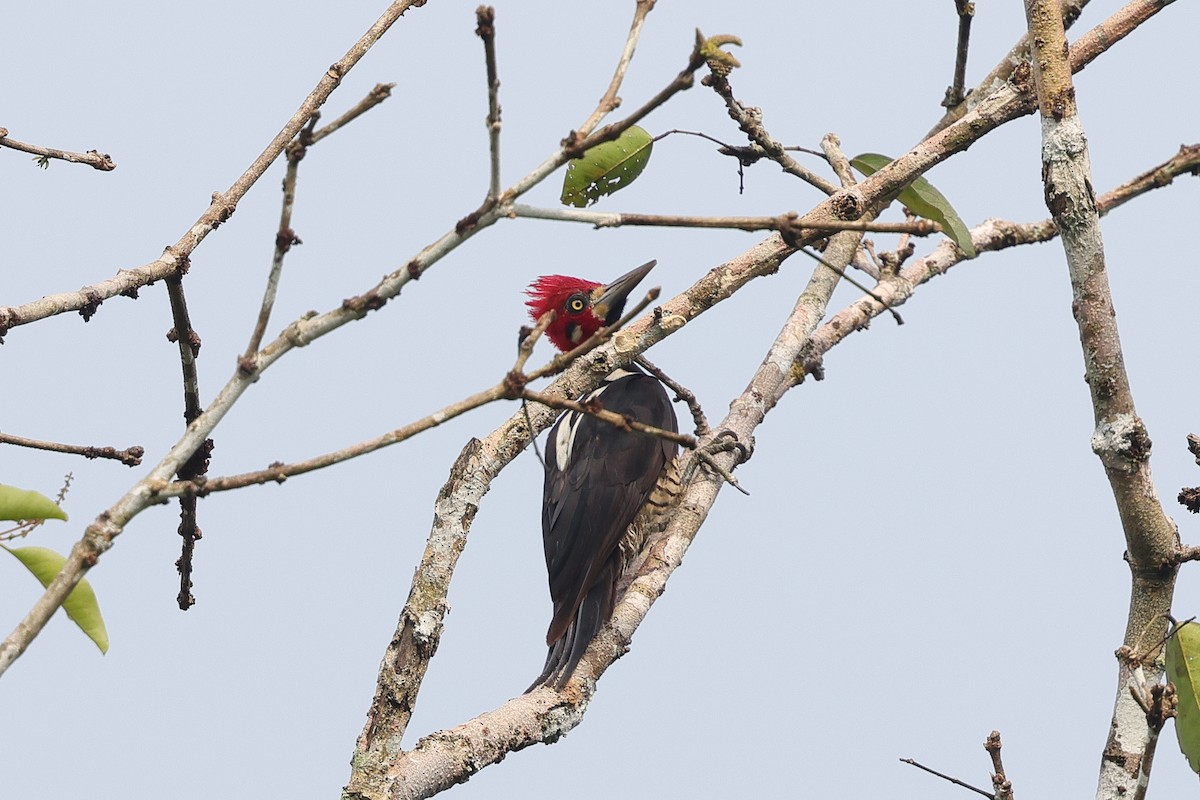 Crimson-crested Woodpecker - ML649577898