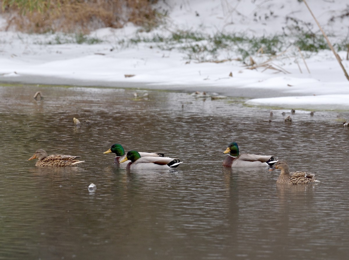 Germano reale - ML649577899