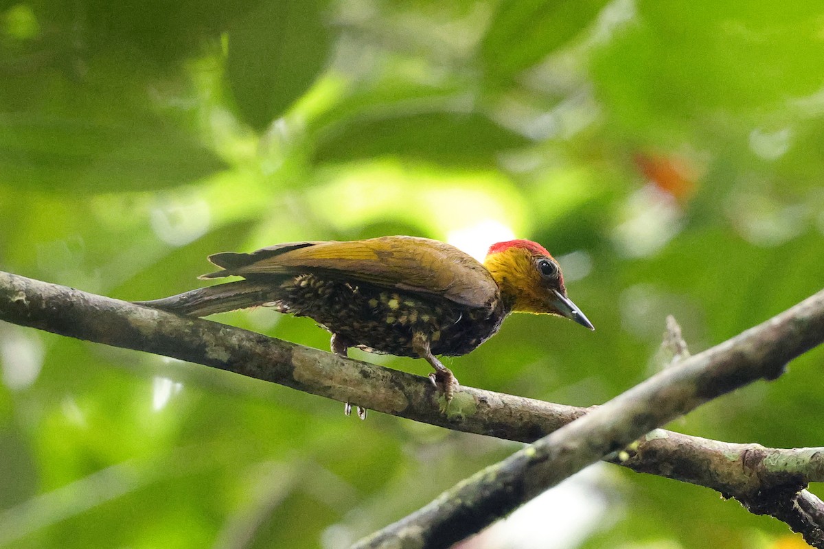 Yellow-throated Woodpecker - ML649577900