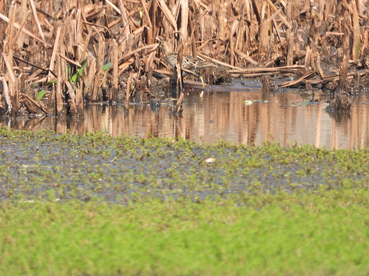Latham's Snipe - ML649577904