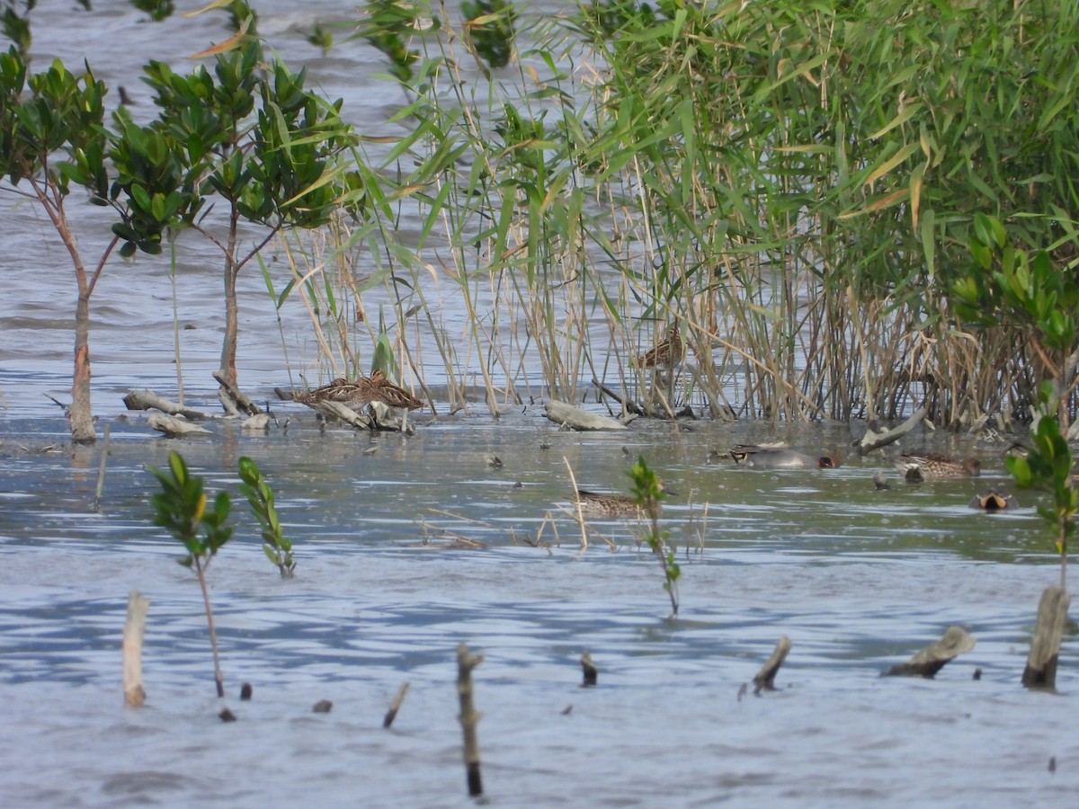 Beccaccino - ML649577905