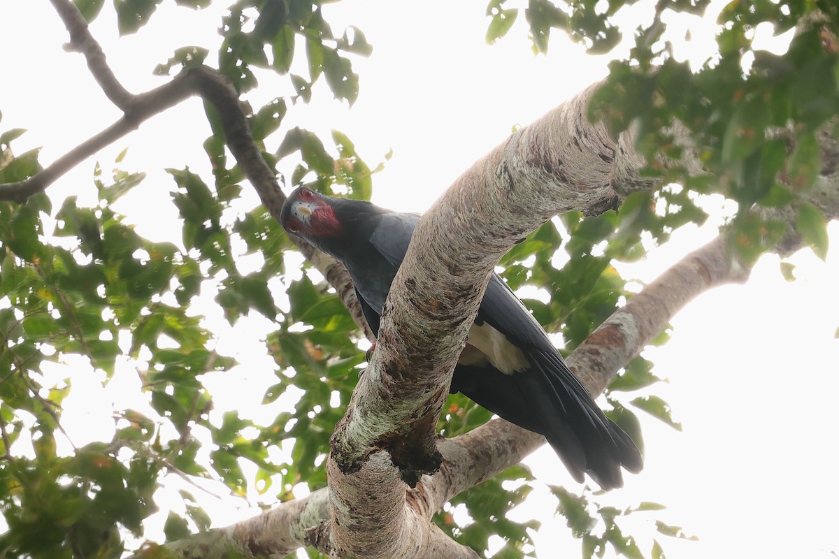 Red-throated Caracara - ML649577906