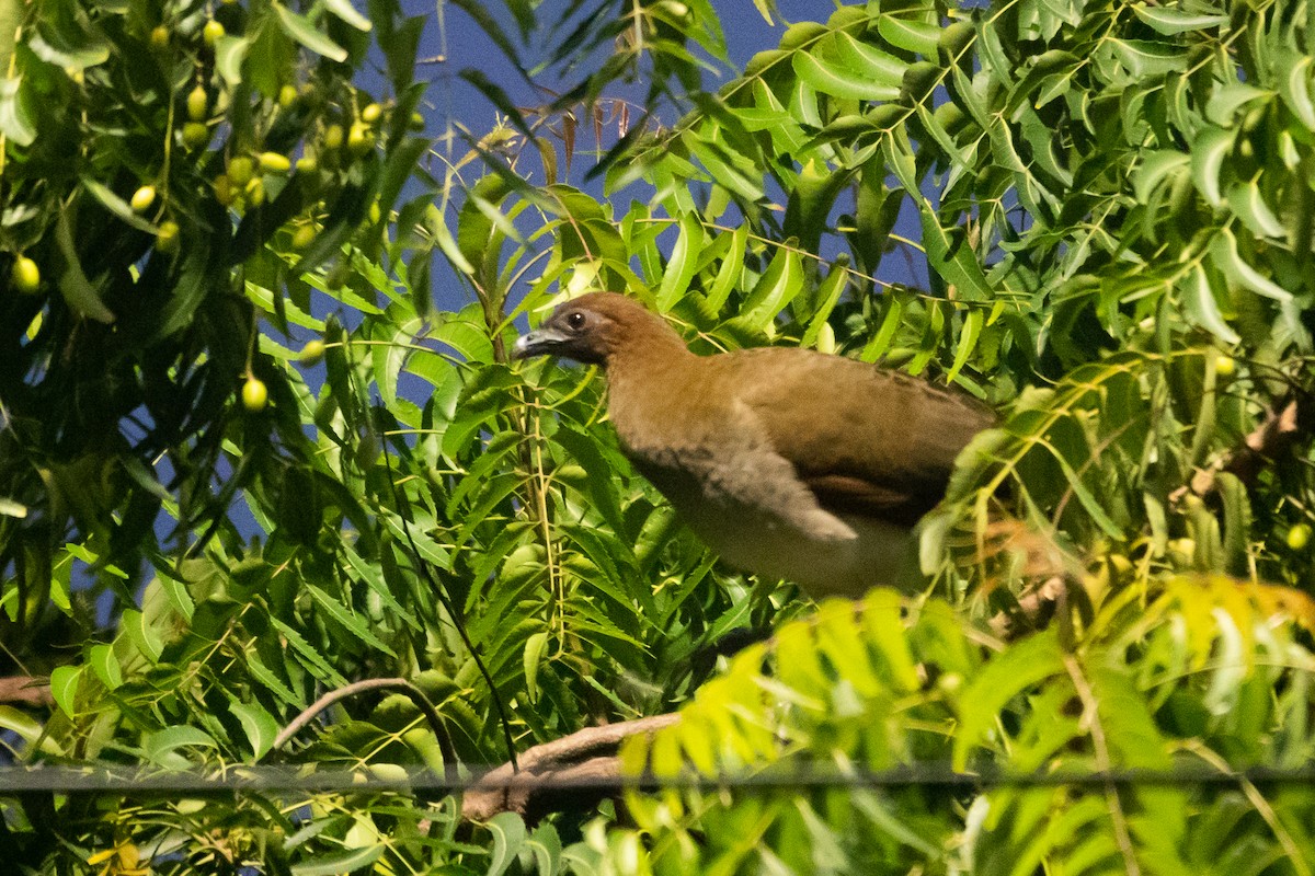 Chestnut-winged Chachalaca - ML649577907