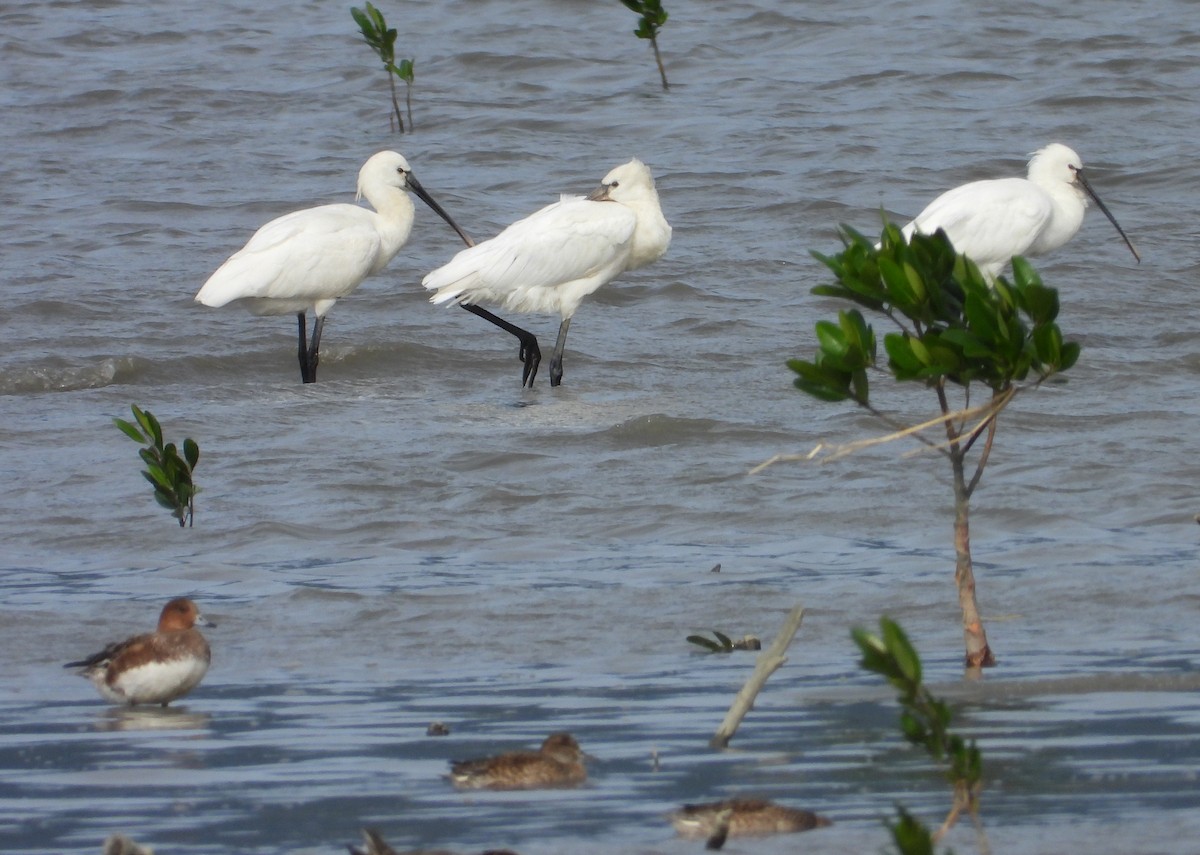 Spatola - ML649577908